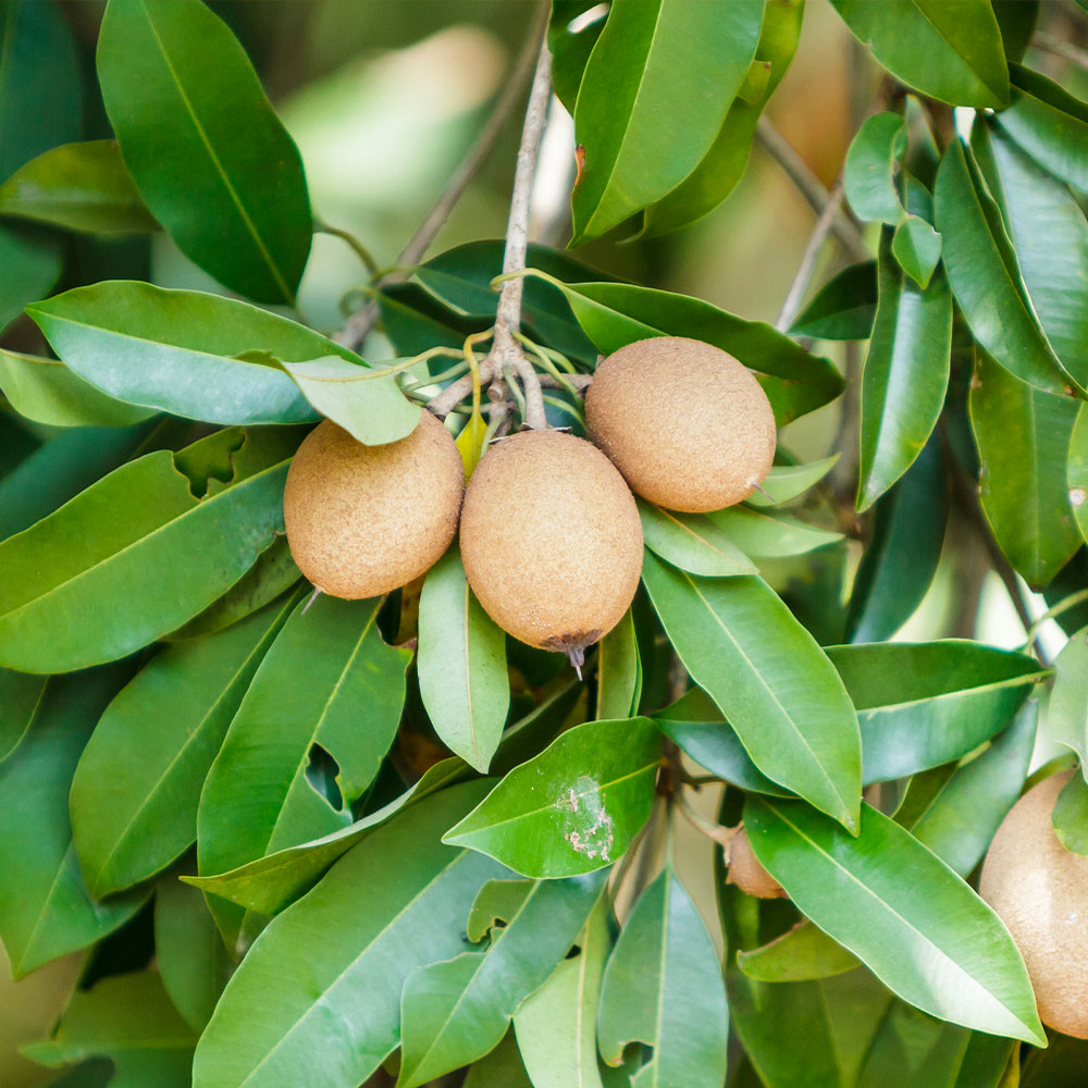 #2 - Sapodilla Tree