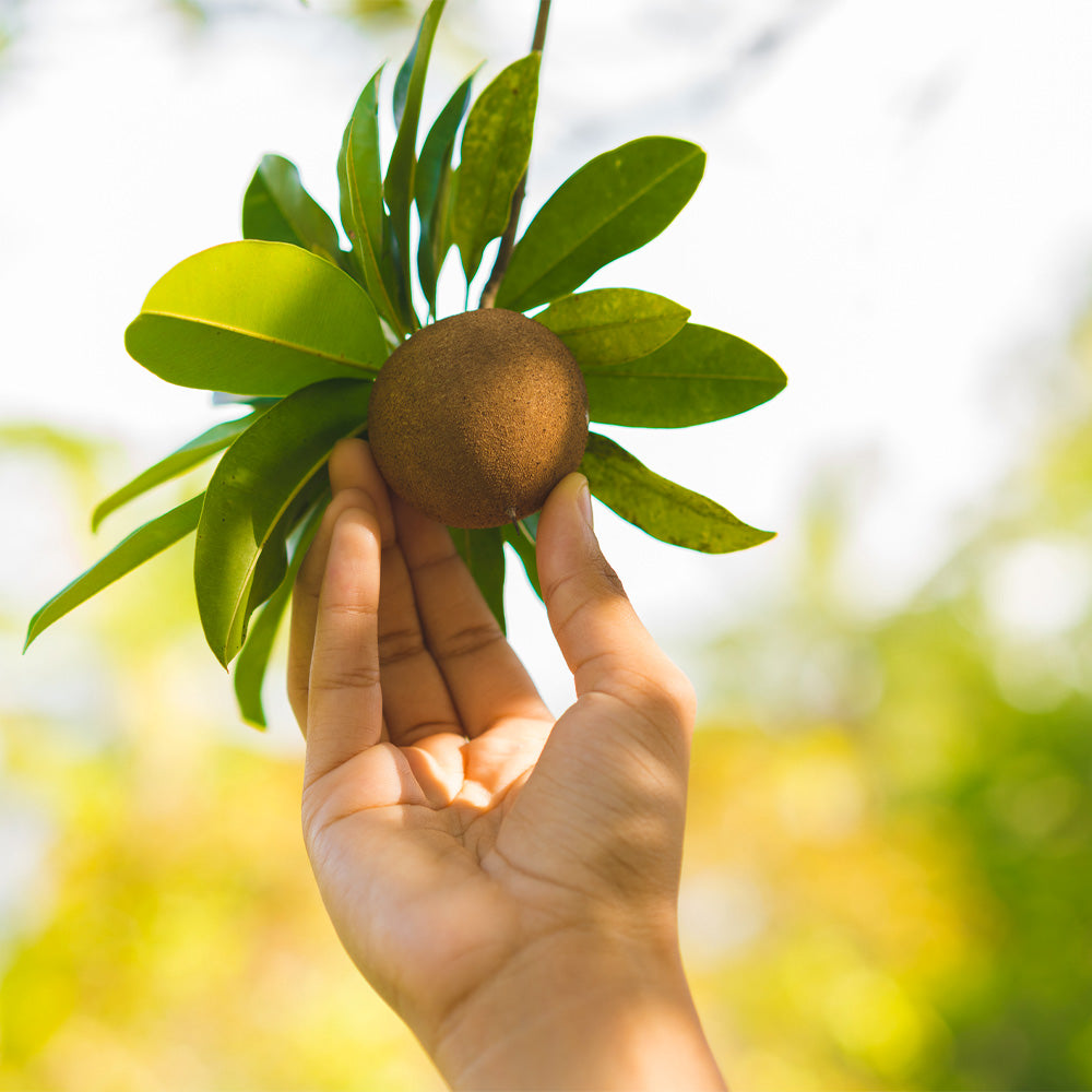 A photo of the Sapodilla Tree