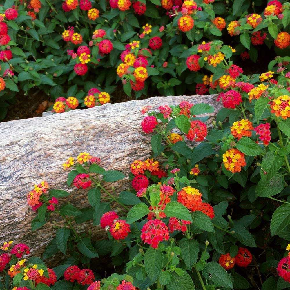 Shazam Lantana