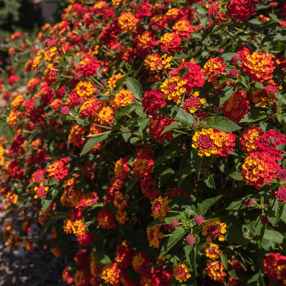 #2 - Shazam Lantana