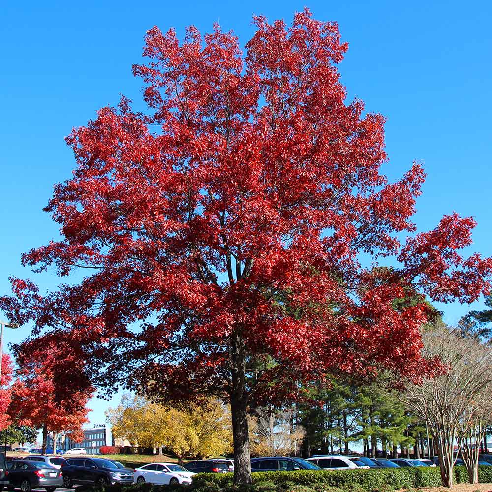 A photo of the Shumard Oak Tree