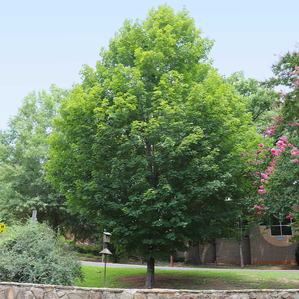 #5 - Silver Maple Tree