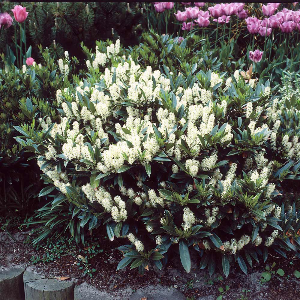 #2 - Skip Laurel Shrub