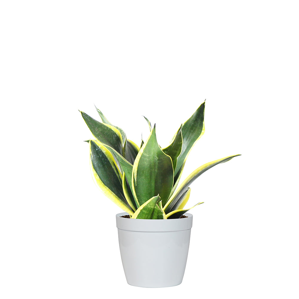 #7 - Snake Plant