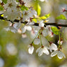 Snow Fountains® Weeping Cherry Tree