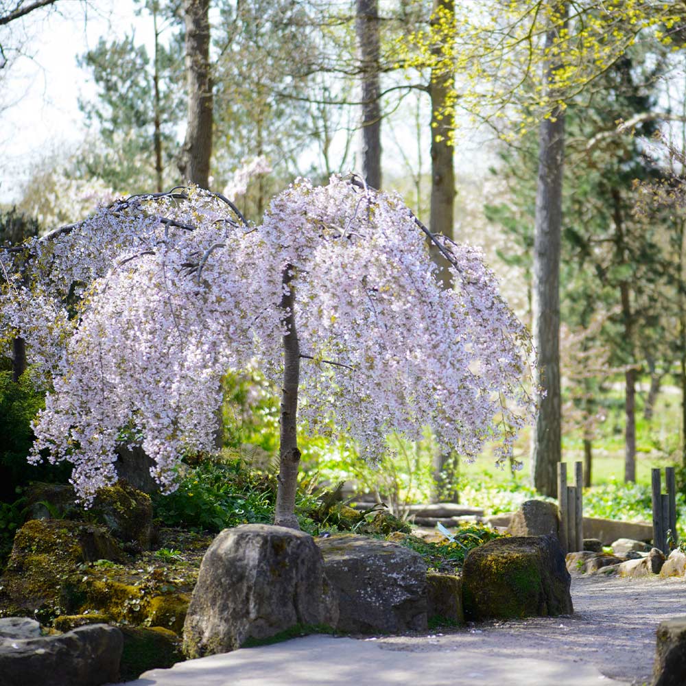 A photo of the Snow Fountains® Weeping Cherry Tree