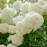 Snowball Viburnum Bush
