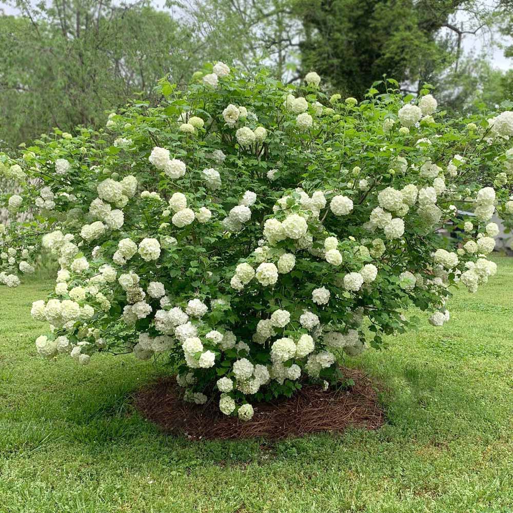 #3 - Snowball Viburnum Bush