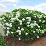 Snowball Viburnum Bush