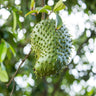 Soursop 'Guanabana' Tree