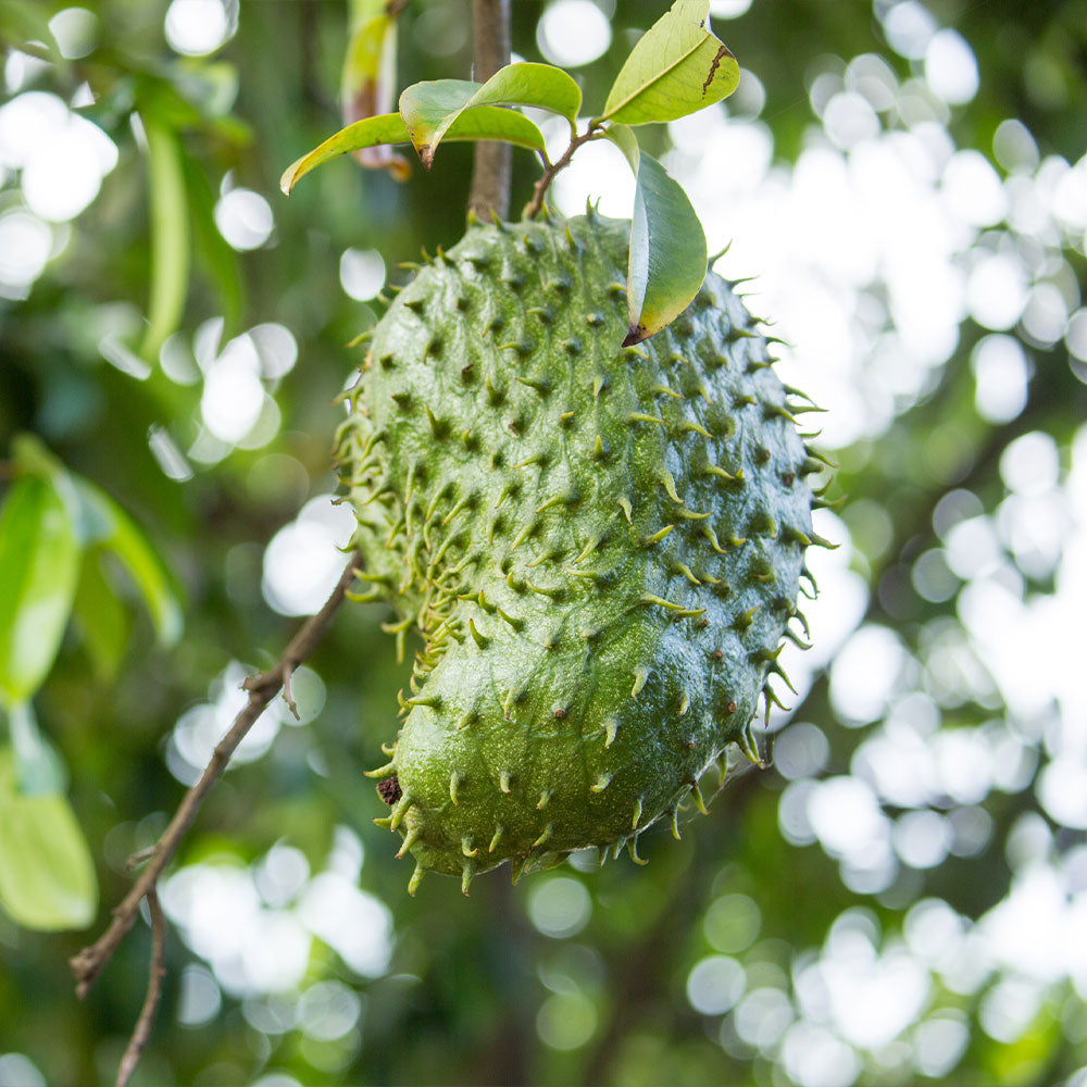 #1 - Soursop 'Guanabana' Tree