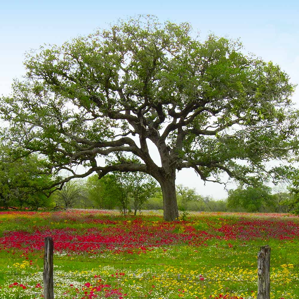 A photo of the Live Oak Tree