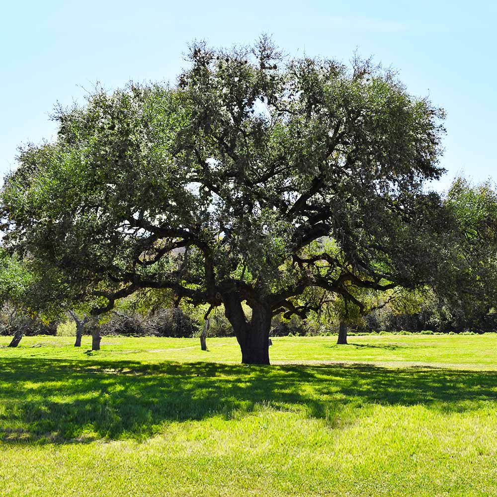 #3 - Live Oak Tree