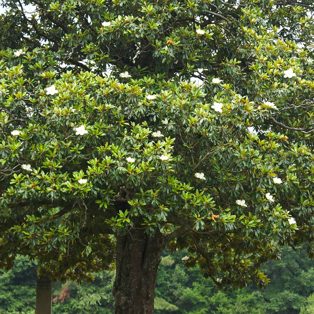 #3 - Southern Magnolia Tree