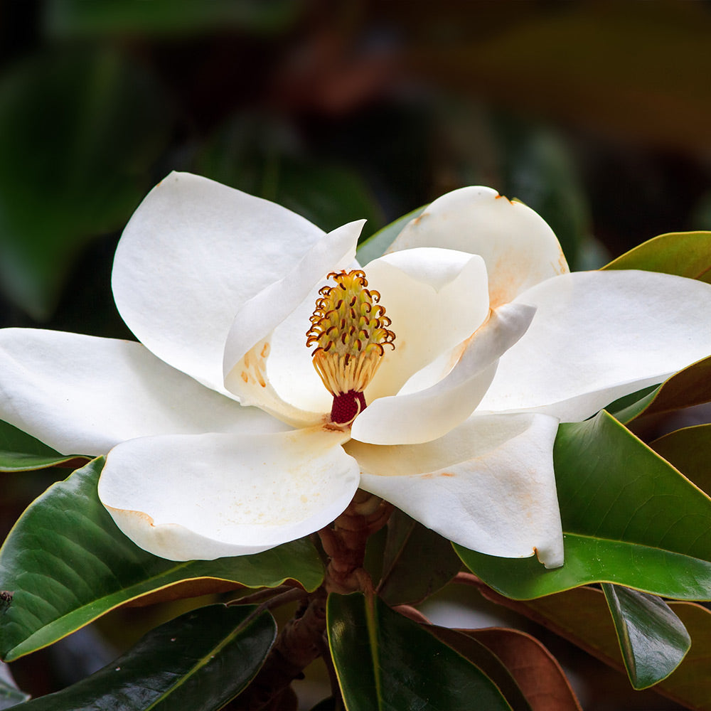 #2 - Southern Magnolia Tree