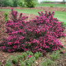 Spilled Wine® Weigela Shrub