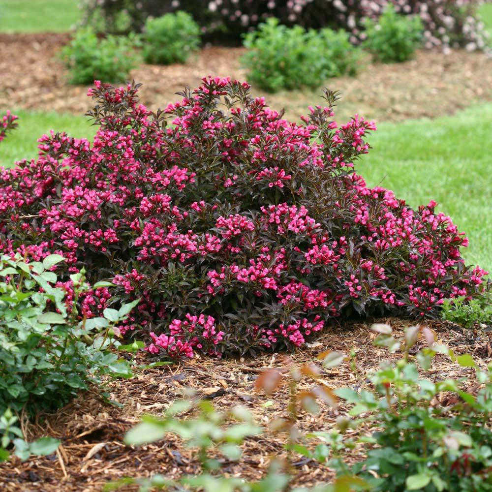 A photo of the Spilled Wine® Weigela Shrub