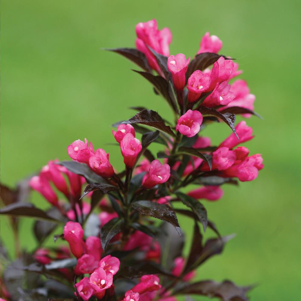 #3 - Spilled Wine® Weigela Shrub