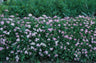Little Princess Spiraea Shrub
