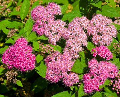 A photo of the Little Princess Spiraea Shrub