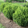 Sprinter® Boxwood Shrub