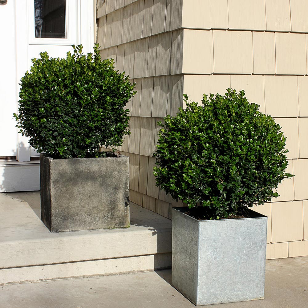 A photo of the Sprinter® Boxwood Shrub