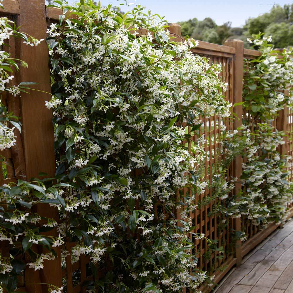 A photo of the Star Jasmine Vine