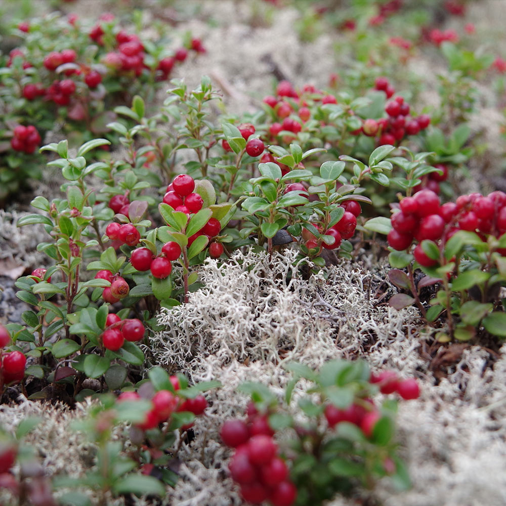 #3 - Stevens Cranberry Bush