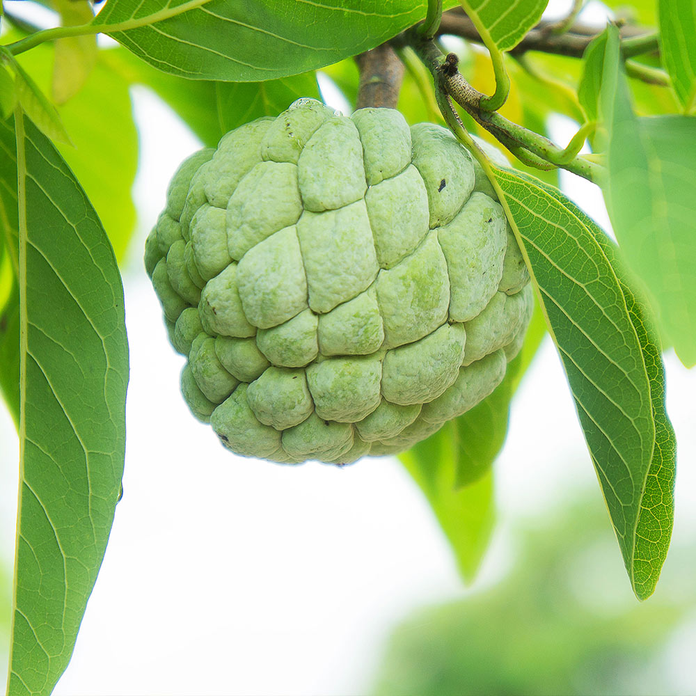#4 - Sugar Apple Tree
