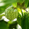Sugar Apple Tree