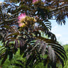 Summer Chocolate Mimosa Tree