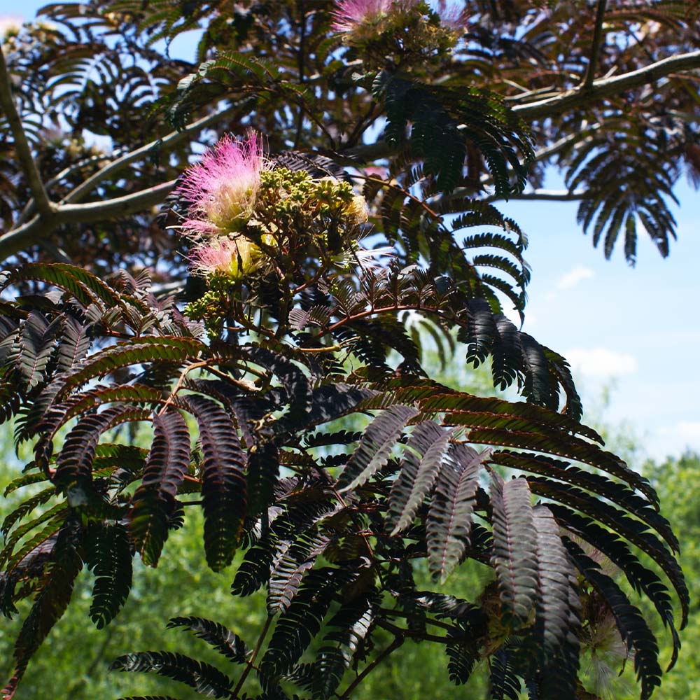 A photo of the Summer Chocolate Mimosa Tree