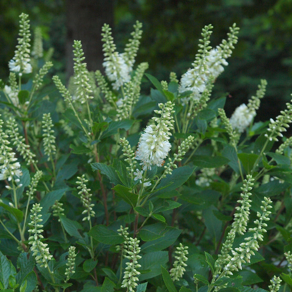 #2 - Summersweet Clethra Shrub
