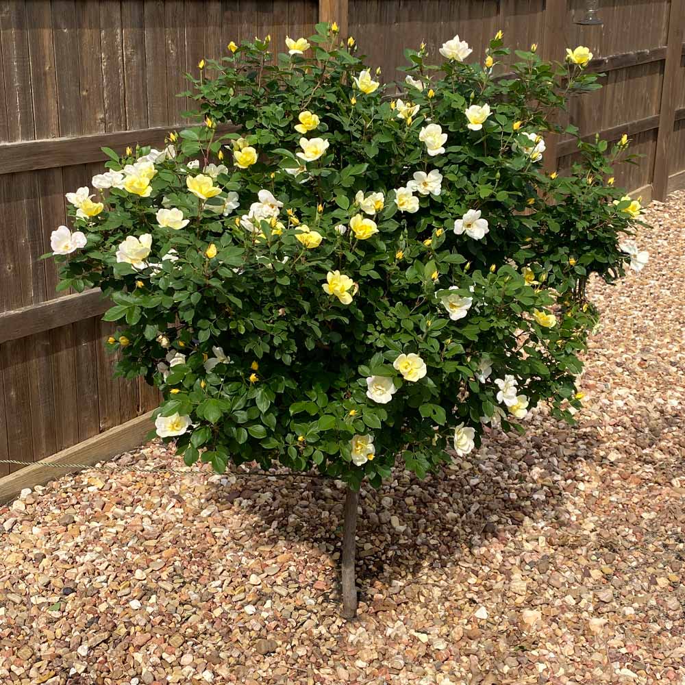 A photo of the Sunny Knock Out® Rose Tree