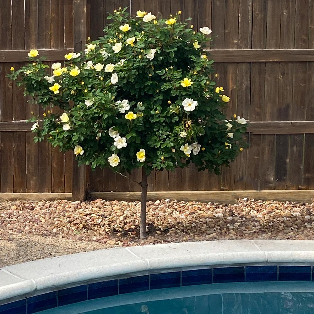 #2 - Sunny Knock Out® Rose Tree
