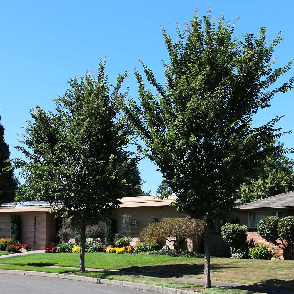 #2 - Emerald Sunshine® Elm Tree