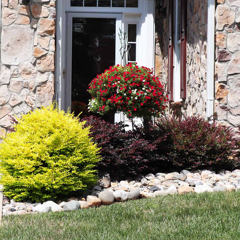 #2 - Sunshine Ligustrum Privet Hedge