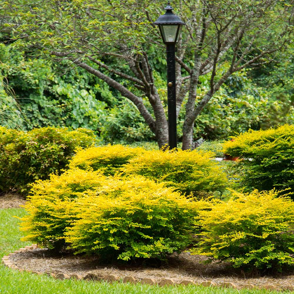 #4 - Sunshine Ligustrum Privet Hedge