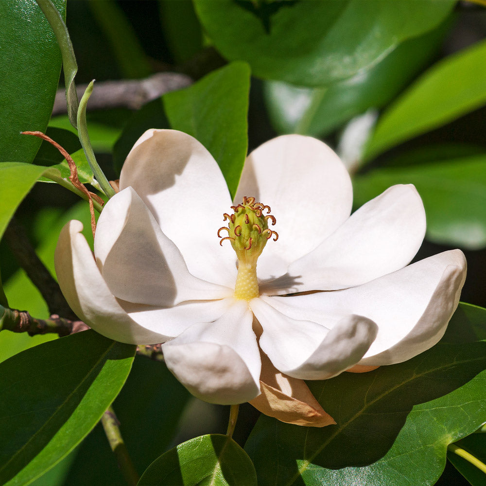 A photo of the Sweetbay Magnolia Tree