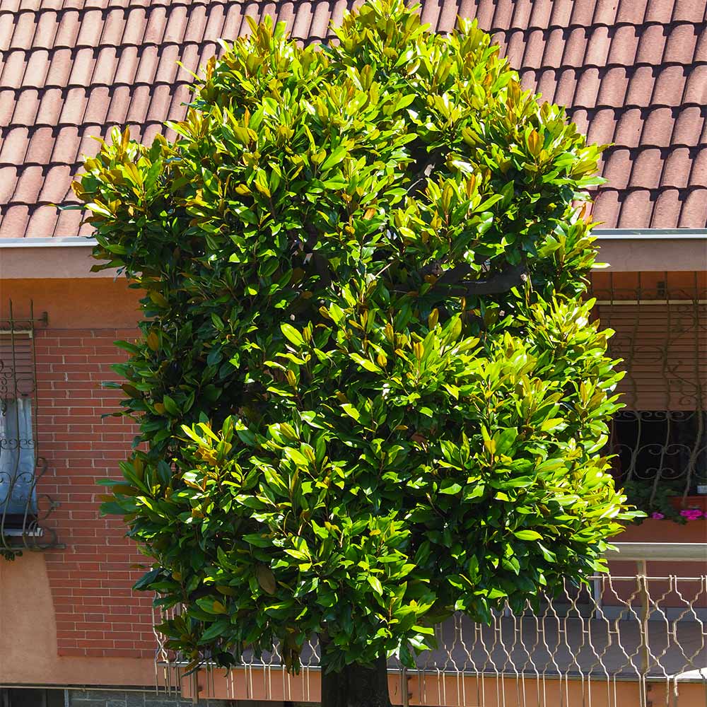 #2 - Sweetbay Magnolia Tree