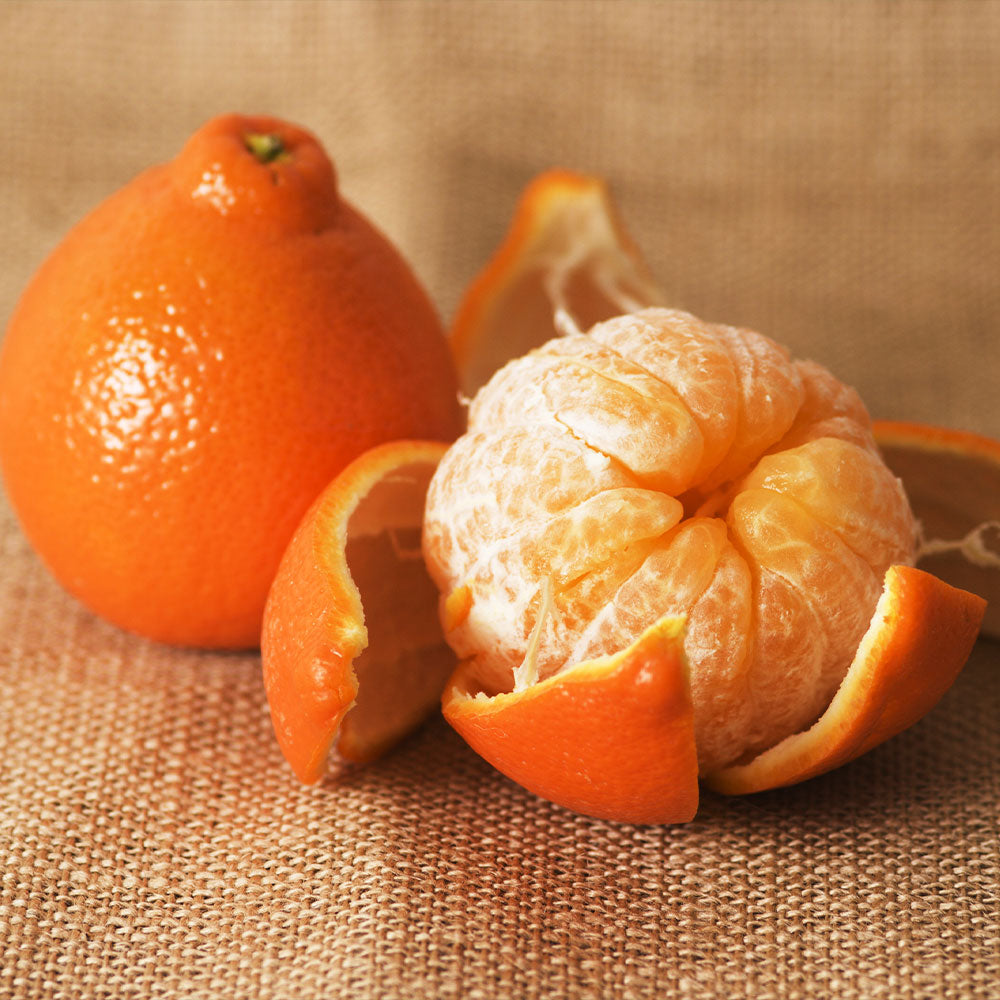 #2 - Minneola Tangelo Tree