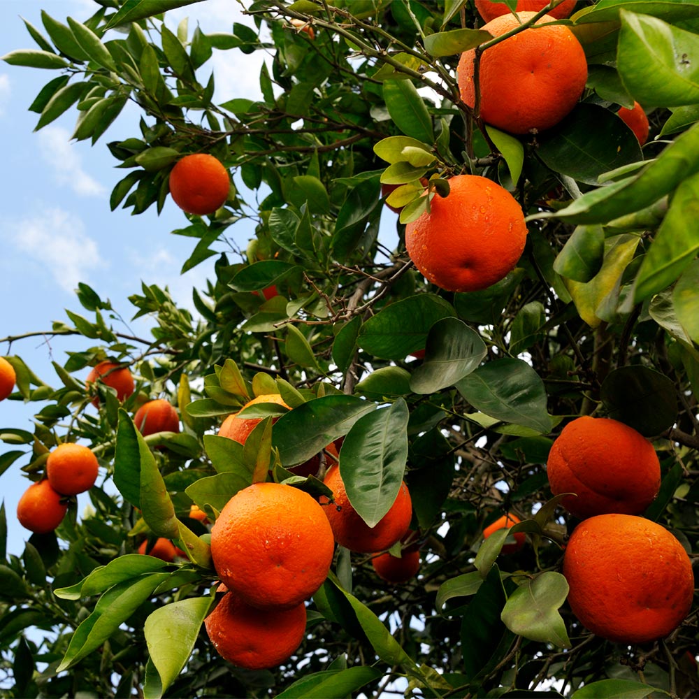 #3 - Minneola Tangelo Tree