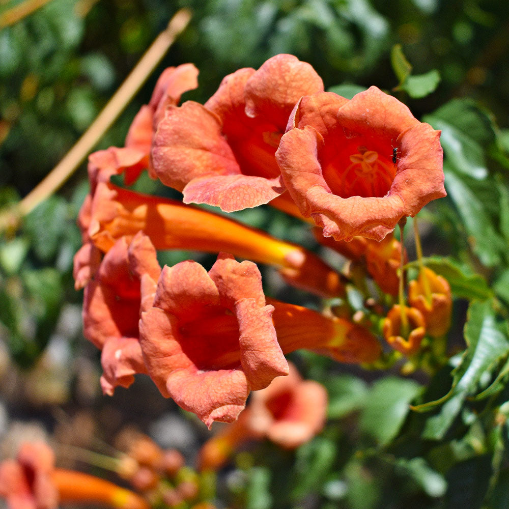 #1 - Tangerine Beauty Crossvine