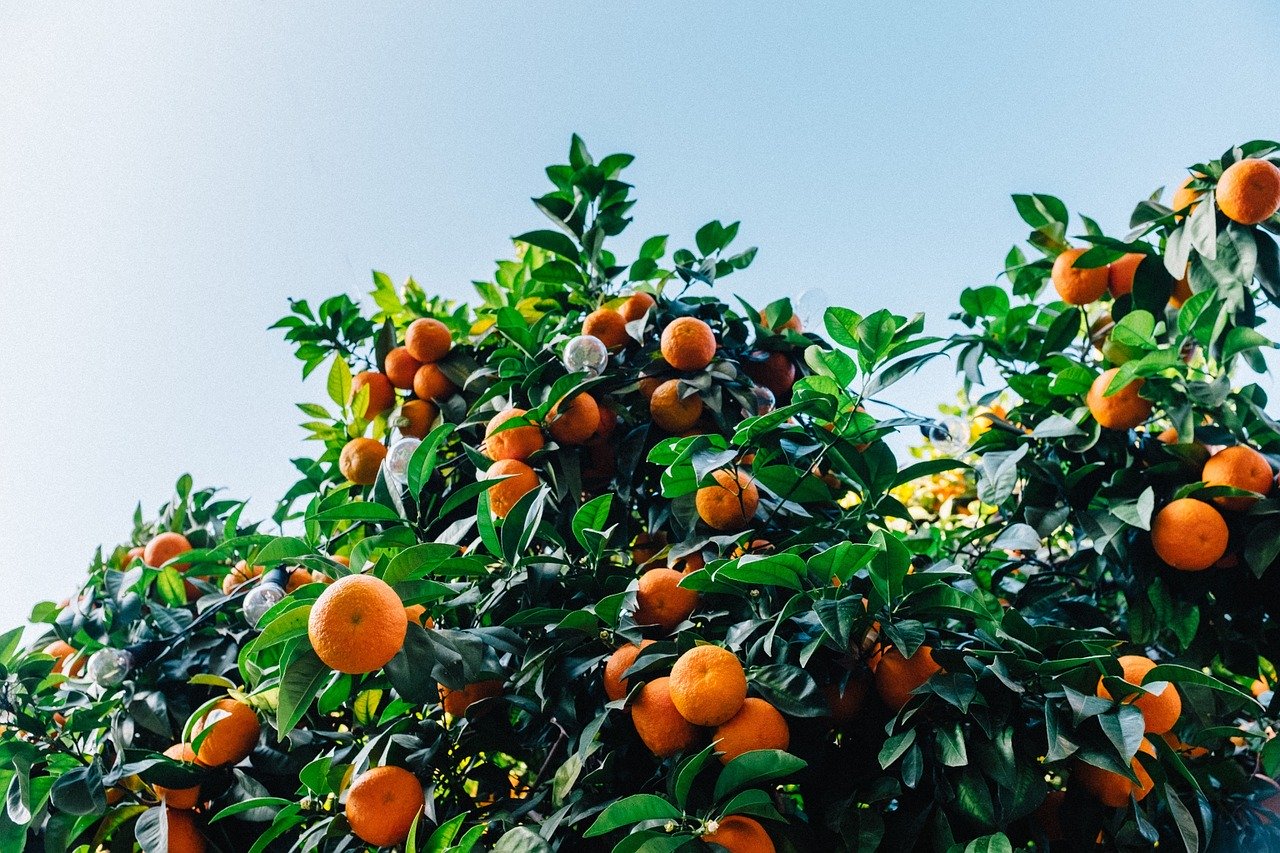 What are Citrus Trees?