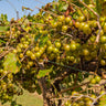 Tara Scuppernong Grape Vine