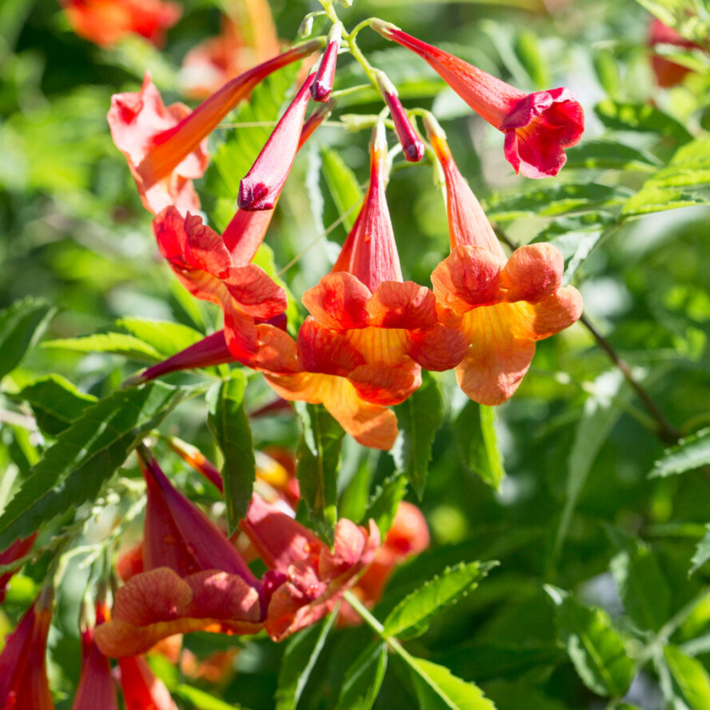 Bells of Fire™ Tecoma