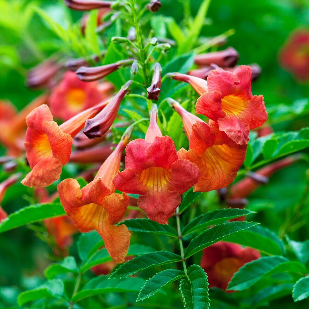 #2 - Bells of Fire™ Tecoma