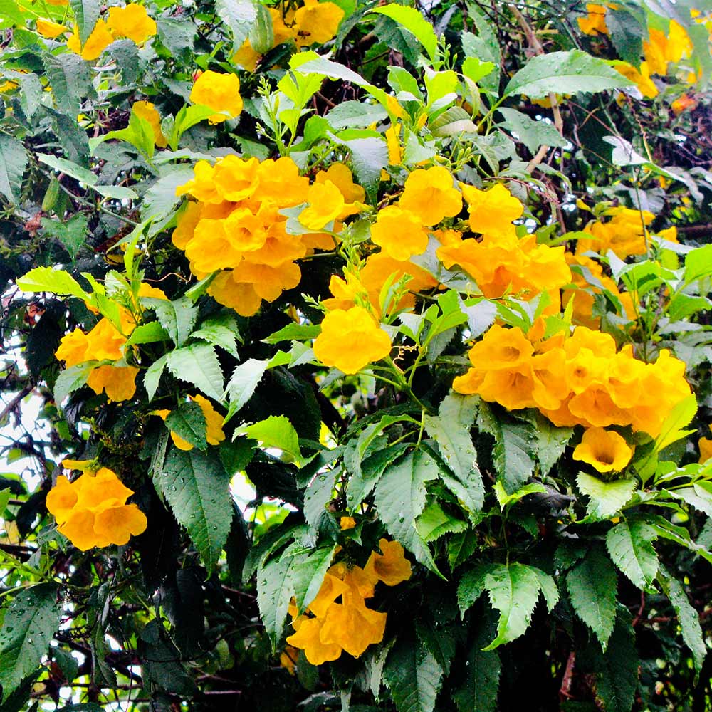 A photo of the Sundance Tecoma