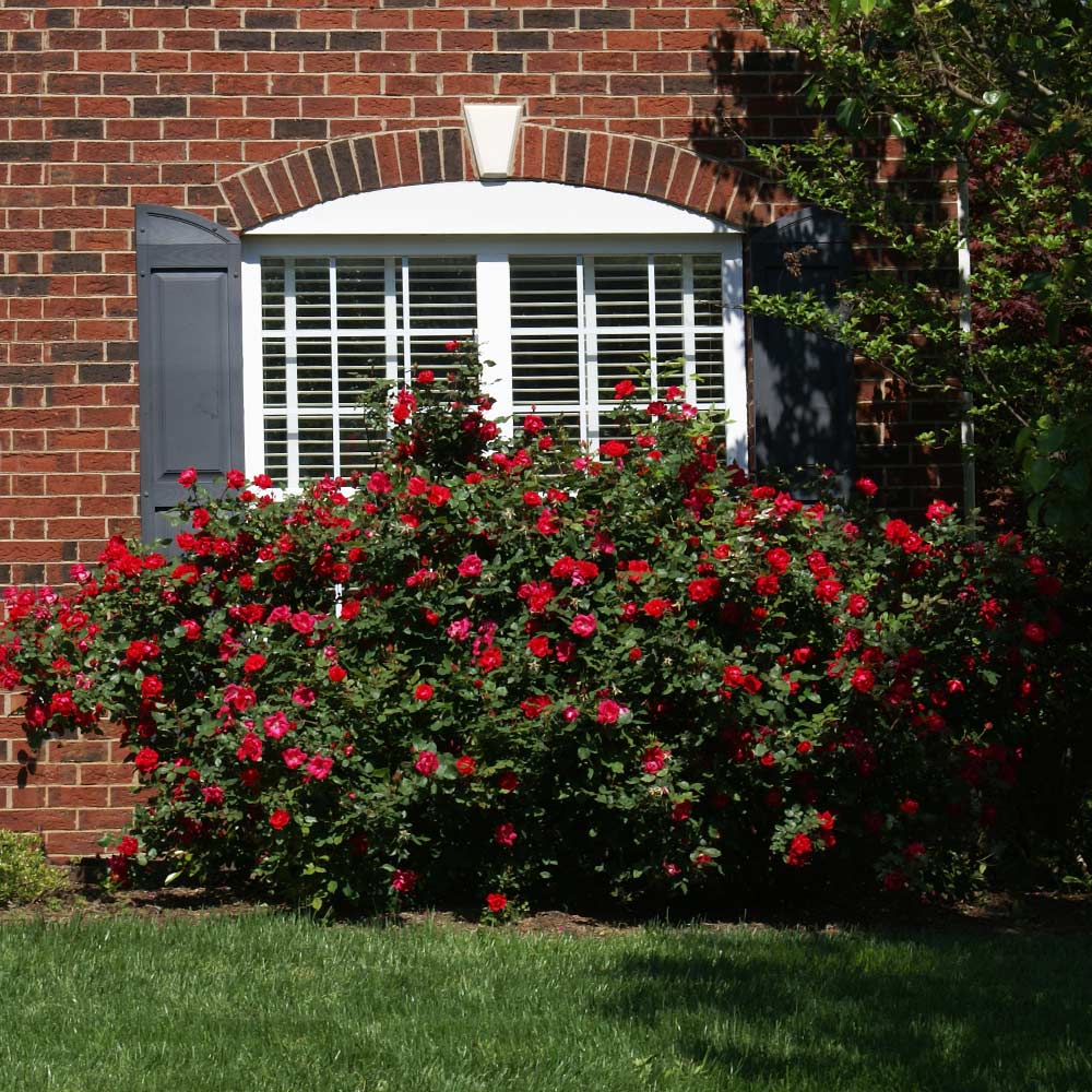 #2 - The Grand Champion™ Double Red Rose