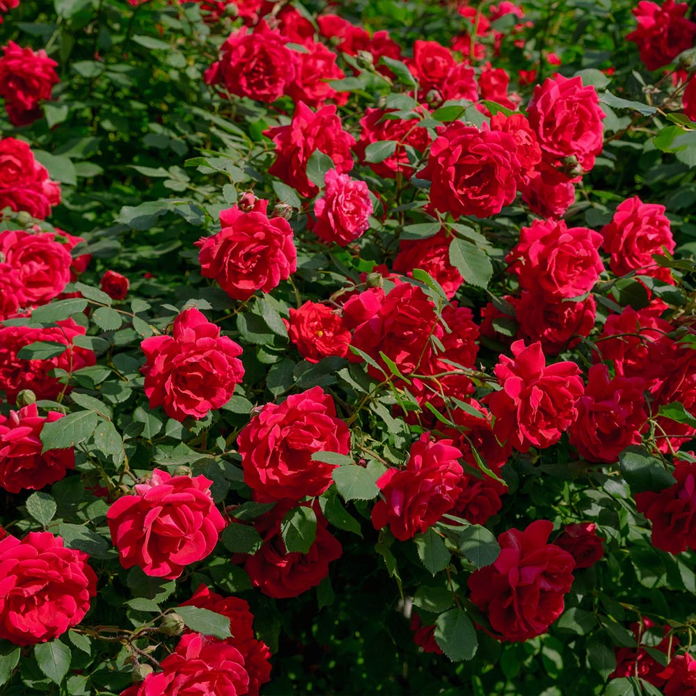 A photo of the The Grand Champion™ Double Red Rose